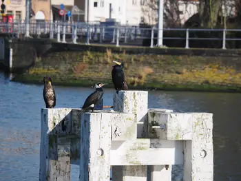 Nieuwpoort (België)